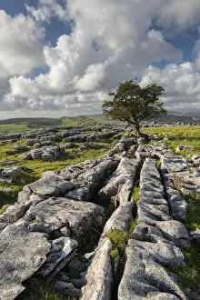 Images Dated 8th December 2021: Limestone pavement and lone hawthorn tree at Winskill Stones