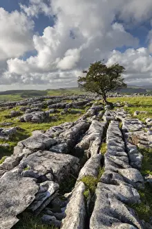 October Prints: Limestone pavement and lone hawthorn tree at Winskill Stones