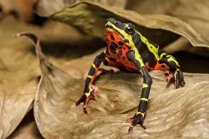 Poison Arrow Frogs Prints: Limosa Harlequin Frog (Atelopus limosus) - captive bred, Ontario, Canada