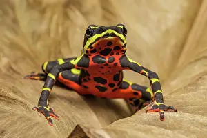 Poison Arrow Frogs Prints: Limosa Harlequin Frog (Atelopus limosus) - captive bred, Ontario, Canada