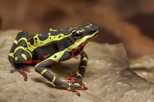 Poison Arrow Frogs Prints: Limosa Harlequin Frog (Atelopus limosus) - captive bred, Ontario, Canada