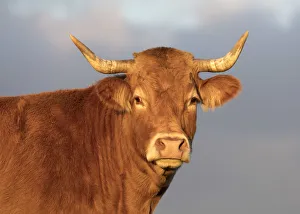 Horns Prints: A limousin cow, Correze, Nouvelle-Aquitaine, France