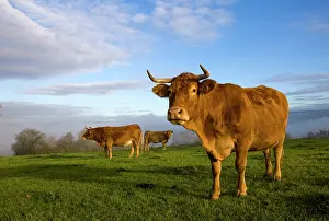 Livestock Prints: Limousin cows, Curemonte, Correze, Nouvelle-Aquitaine, France