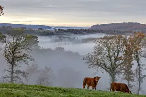 Limousin Prints: Limousin cows graze in the valley opposite Curemonte village, Curemonte, Correze