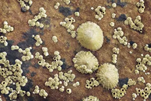 Moray Prints: limpet colony on rock - United Kingdom, Scotland, Moray, Lossiemouth