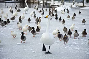 Lincolnshire, UK. Birds search for food in winter at a Lincolnshire farm park