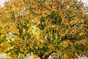 Images Dated 2nd December 2016: Linden tree in Autumn. Lisbon, Portugal
