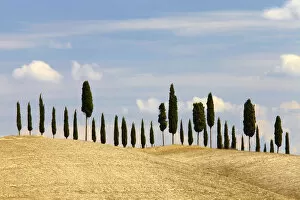 Tuscany Collection: Line of Cypress Trees, Tuscany, Italy