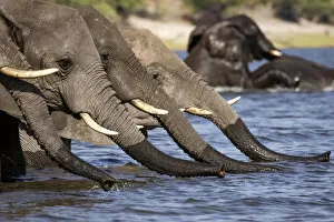 African Elephant Gallery: Line of Elephants drinking water, Chobe River, Chobe National Park, Botswana