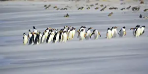 Sandstorm Prints: A line of Gentoo penguins (Pygoscelis papua) walking on the beach, Sea Lion Island