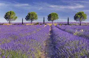 Line of trees - Pines and Cypress trees - in blossoming Lavender field, Provence-Alpes-Cote d'Azur