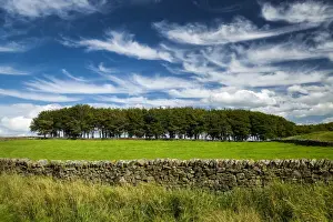 Stone Wall Prints: Line of Trees & Stone Wall, Peak District National Park, Derbyshire, England