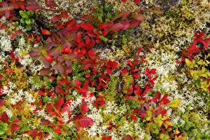 Lichen Prints: Lingonberries, Cowberries & Lichen, Lofoten Islands, Norway