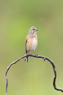 Perched Prints: Linnet (Carduelis cannabina), juvenile male perched, near Bratsigovo, Bulgaria