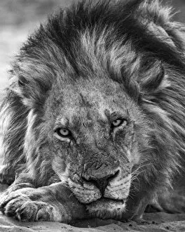 African Wildlife Gallery: Lion, Chobe River, Chobe National Park, Botswana