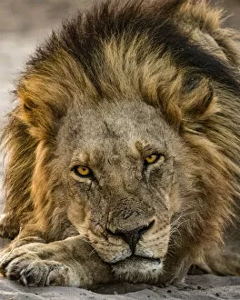 Predator Collection: Lion, Chobe River, Chobe National Park, Botswana