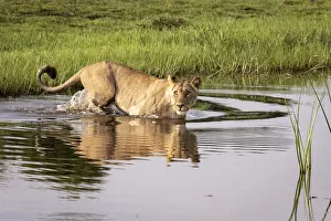Crossing Prints: Lion crossing water, Okavango Delta, Botswana