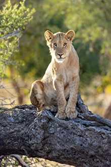 Botswana Prints: Lion cub on a fallen tree, Okavango Delta, Botswana