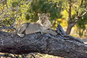 Lion cub on a fallen tree, Okavango Delta, Botswana