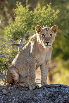 Moremi Prints: Lion cub on a fallen tree, Okavango Delta, Botswana