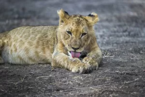 Lion cub grooming, Lower Zambezi National Park, Zambia