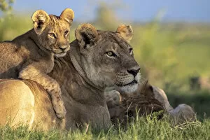 Botswana Collection: Lion cub lying on its mother, Okavango Delta, Botswana