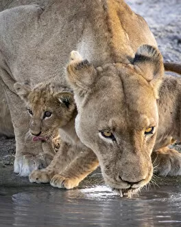 Images Dated 17th June 2020: Lion cub and mother drinking, Savuti, Chobe National Park, Botswana