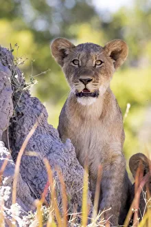 Lion cub, Okavango Delta, Botswana