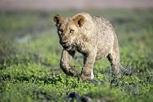 Lion cub, Okavango Delta, Botswana