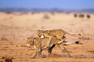 Playing Prints: Lion cub playing with mother, Kalahari Desert, Botswana