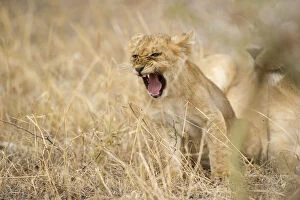 Lion cub shouting in the grass, Serengeti Grumeti Reserves, Tanzania, Africa