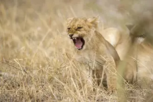 Youth Prints: Lion cub shouting in the grass, Serengeti Grumeti Reserves, Tanzania, Africa
