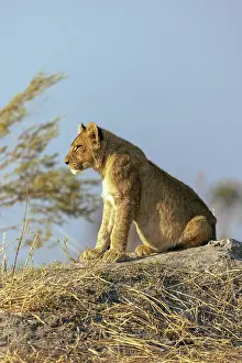 Panthera Leo Prints: Lion cub sitting on a mound, Moremi Game Reserve, Okavango Delta, Botswana