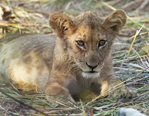 Zambia Prints: Lion cub, South Luangwa National Park, Zambia