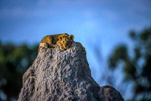 Images Dated 13th April 2023: Lion Cub on termite mound, Okavango Delta, Botswana