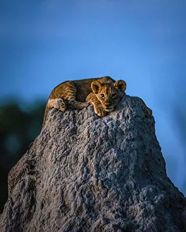 Images Dated 13th April 2023: Lion Cub on termite mound, Okavango Delta, Botswana