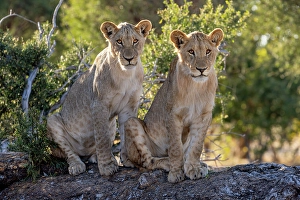 Moremi Prints: Lion cubs on a fallen tree, Okavango Delta, Botswana