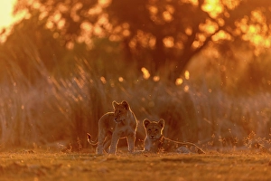 Baby Prints: Lion cubs in golden light at sunset, Okavango Delta, Botswana