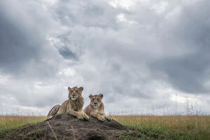 Grassland Collection: Lion cubs in the Maasaimara grassland, Kenya