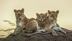 February Gallery: Lion cubs in the Maasaimara grassland, Kenya