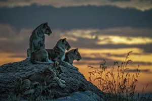 Lion cubs in the Maasaimara grassland, Kenya