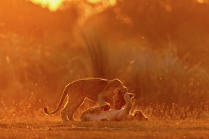 Playing Prints: Lion cubs playing in golden light at sunset, Okavango Delta, Botswana