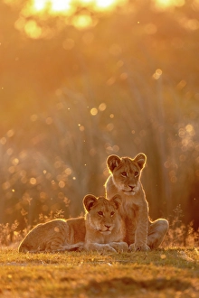 Botswana Prints: Lion cubs sitting in golden light at sunset, Okavango Delta, Botswana