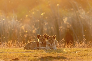 Botswana Prints: Lion cubs sitting in golden light at sunset, Okavango Delta, Botswana