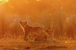 Baby Prints: Lion cubs sitting in golden light at sunset, Okavango Delta, Botswana