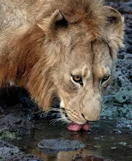 Stream Prints: Lion drinking from stream, Zimanga Private Game Reserve, Natal, South Africa