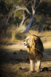 Okavango Collection: A lion emerging from the bush in the morning lights at Xakanaxa, in Moremi Game Reserve