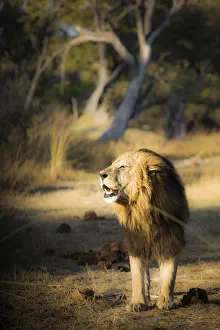 Golden Light Prints: A lion emerging from the bush in the morning lights at Xakanaxa, in Moremi Game Reserve