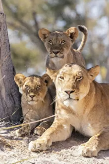 Carnivore Collection: Lion family, Okavango Delta, Botswana
