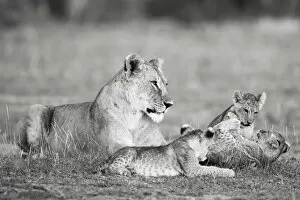 Images Dated 11th July 2017: Lion family playing, Kenya